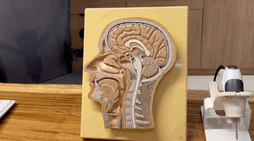 겨울철 비염 난방 틀때 가습기 안 쓰면 큰일나는 이유 – 비염의 정석 中