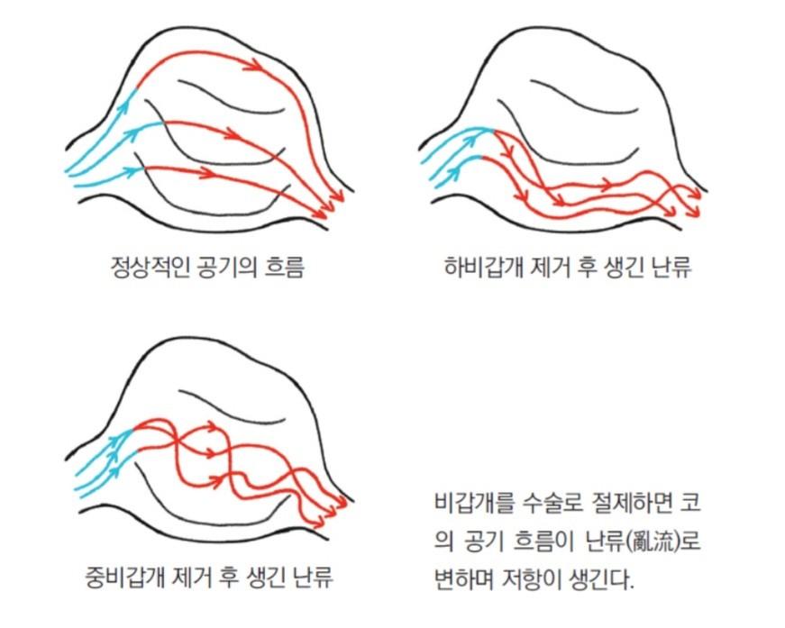 하비갑개의 구조와 공기 흐름을 보여주는 해부학적 일러스트