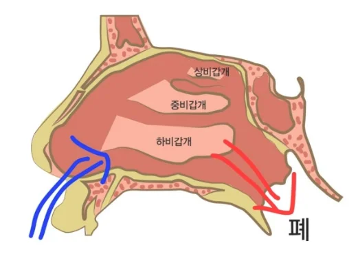 아이 가래 기침 오래갈때, 원인은 기관지가 아닌 코일 수 있습니다