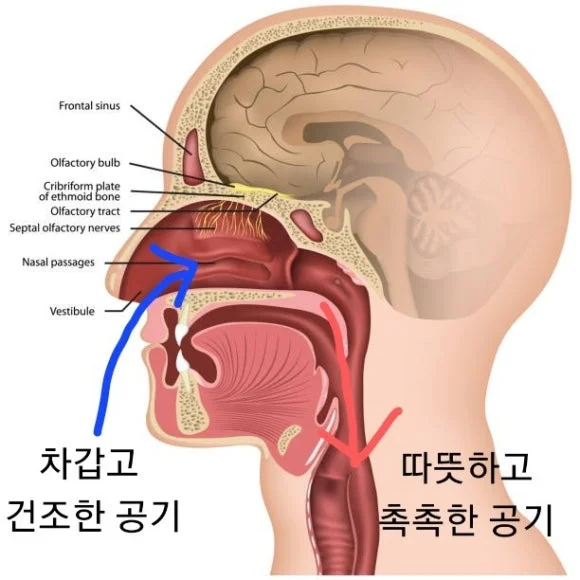 마른기침과 가래기침|코를 통한 공기의 가온 및 가습 과정 해부도