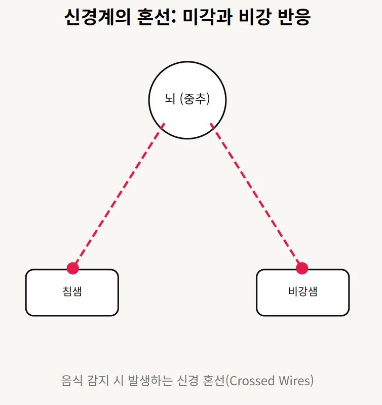 후비루 코세척 효과|미각과 비강 반응의 신경계 혼선 다이어그램